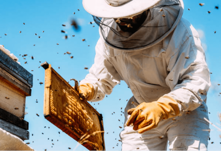 Beekeeping