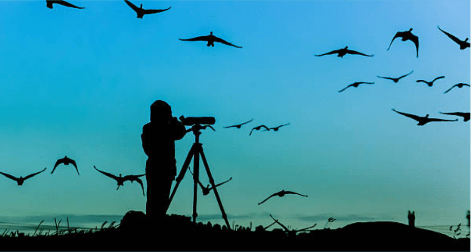 Birding